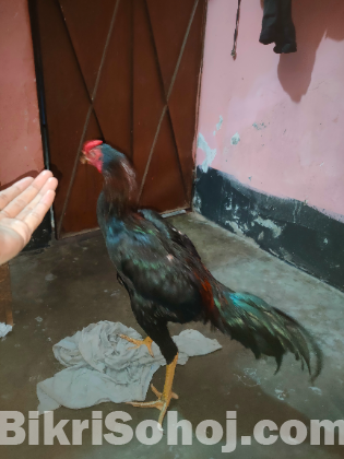 Indian asil murog original